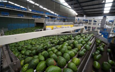 Comer un aguacate a la semana está relacionado con un menor riesgo de enfermedad cardiovascular
