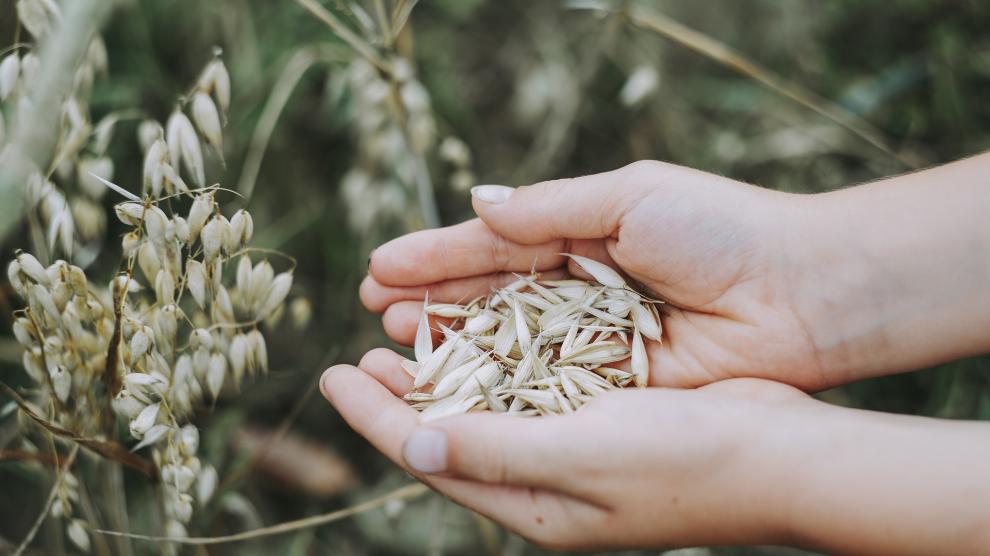 Científicos demuestran que la avena podría ser una alternativa al trigo