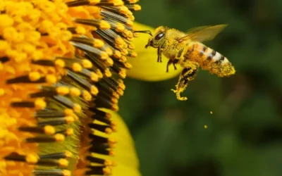 La importancia de la biodiversidad para protegernos ante las pandemias