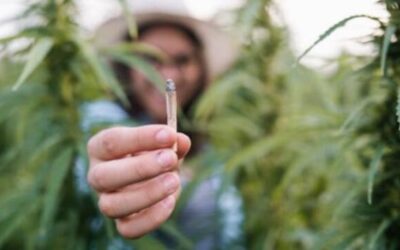 ¿Aumenta el consumo de cannabis el riesgo de sufrir psicosis?