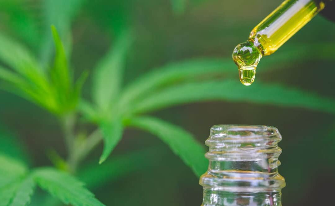 ¿Qué es el CBD y qué respuestas produce en humanos?